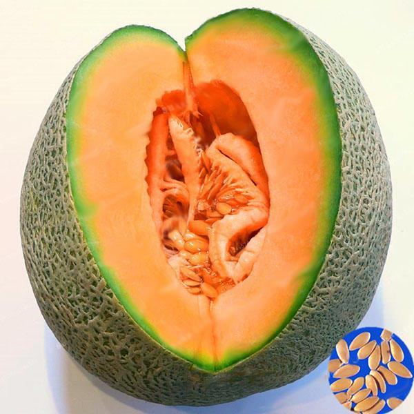 shopping גינה וגנים Egrow 50Pcs/Pack Cantaloupe Seeds Honey Yellow Flesh Sweet Melon Fruit Seed Summer Muskmelon Plants