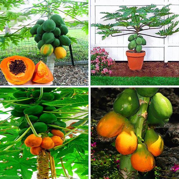 shopping גינה וגנים Egrow 15Pcs/Pack Carica Papaya Seeds Organic Edible Fruit Sweet Papaya Bonsai Outdoor Tree Seed
