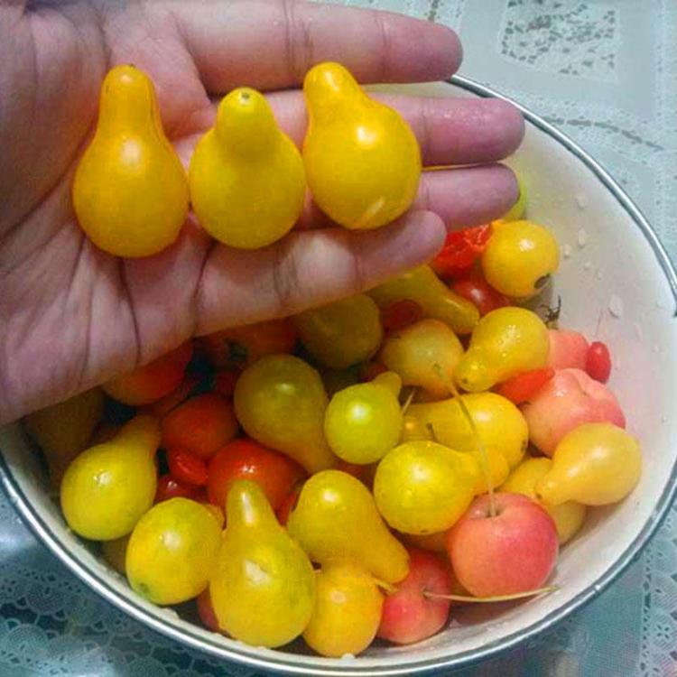 shopping גינה וגנים Egrow 100Pcs/Pack Tomato Seeds Beautiful Yellow Pear Tomato Bonsai Potted Organic Vegetable Fruit Tomato Plants