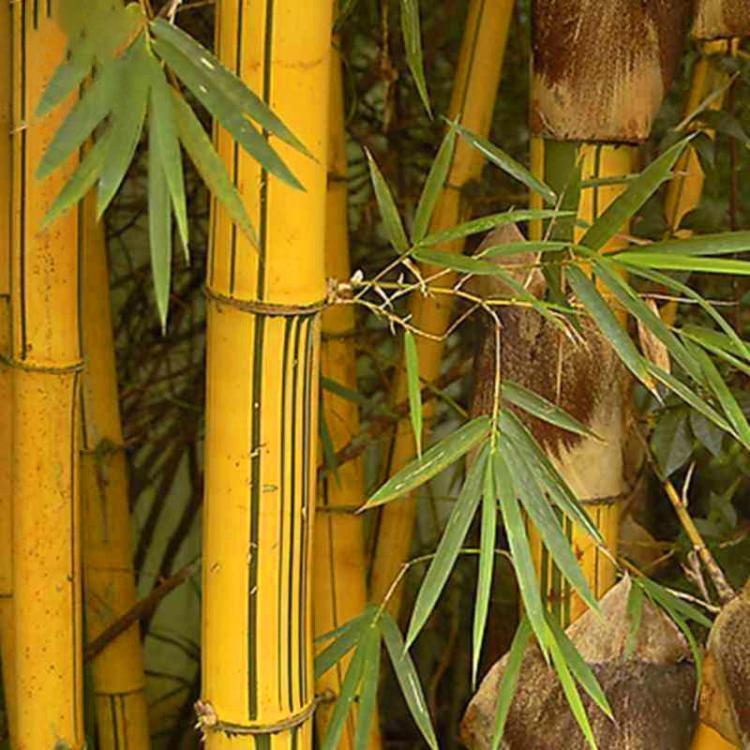 shopping גינה וגנים Egrow 50pcs/Bag Golden Bamboo Seeds New Sementes Rare Golden Bamboo Tree Seeds for Home Garden DIY Plants Rare Quality Bamboo Seed