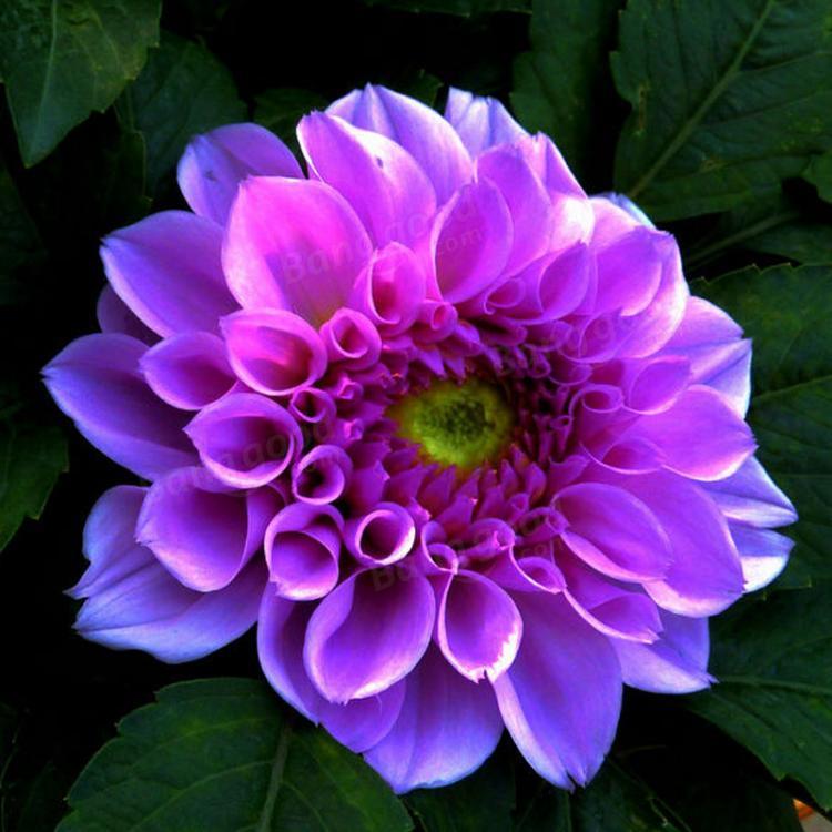 shopping גינה וגנים 20Pcs Da hlia Flower Seeds Colorful Plant Da hlia pinnata Cav Bonsai for DIY Home Garden