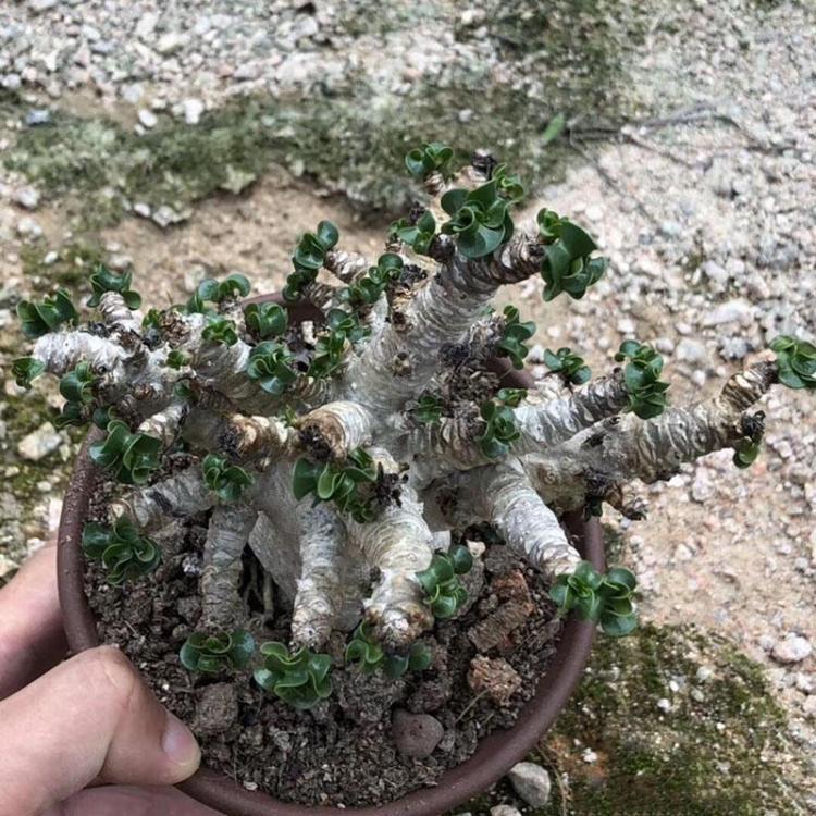 shopping גינה וגנים Egrow 2 Pcs/Pack Desert Rose Seeds Adenium Obesum Semillas Bonsai Desert Rose Flower Plant