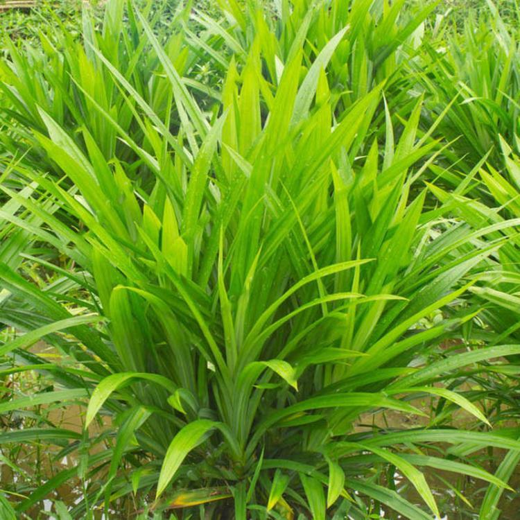 shopping גינה וגנים Egrow 50Pcs/Bag Fragrant Grass Seeds Annual Pandan Flower Potted Seeds Fragrant Spices DIY Home Garden Bonsai Plant Seeds