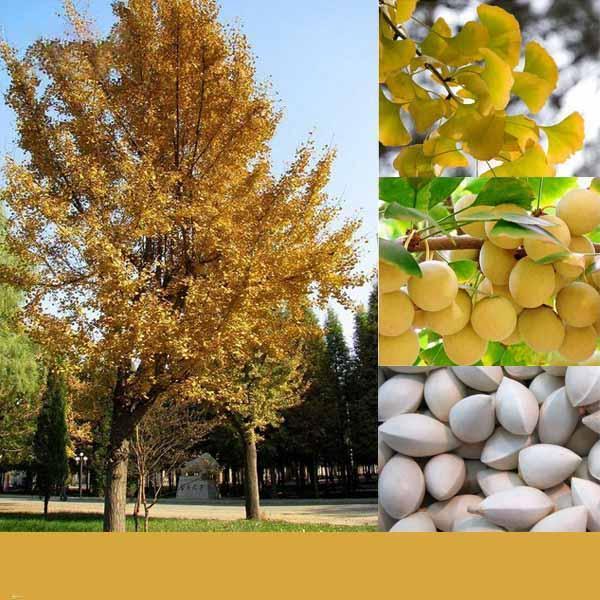 shopping גינה וגנים Egrow 5 Pcs/Pack Ginkgo Biloba Seeds Rare Maidenhair Tree Seed Strong Adaptability Garden Fruit Tree