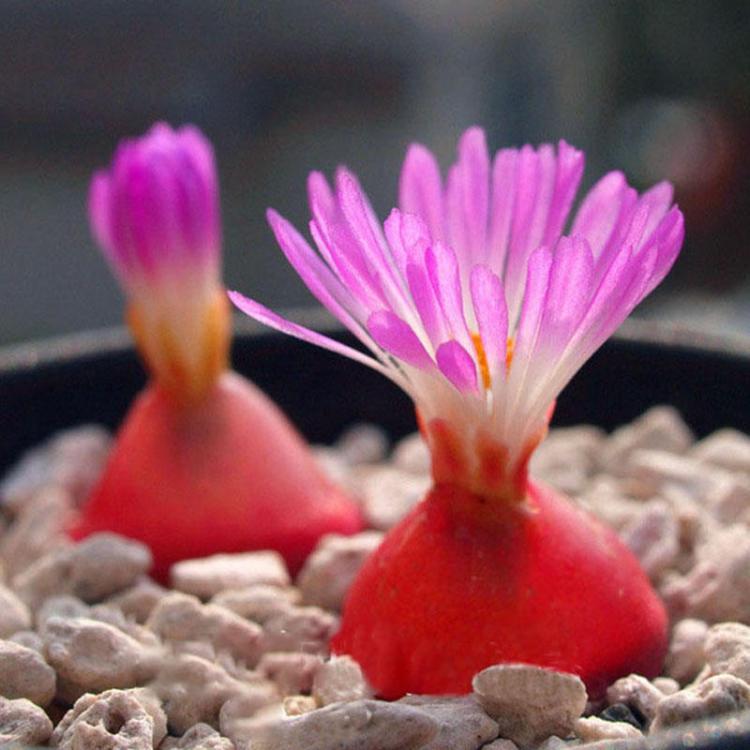 shopping גינה וגנים Egrow 100Pcs/Bag Purple Succulents Lithops Seed Garden Planting Office Balcony Decoration Flowers