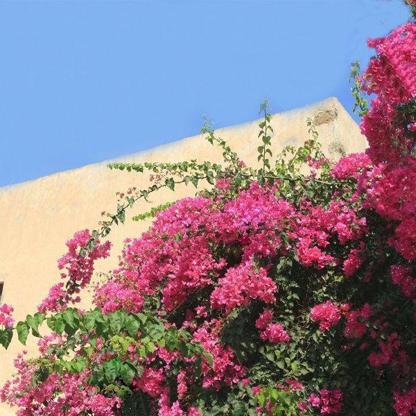 shopping גינה וגנים Egrow 100Pcs Garden Bougainvillea Glabra Choisy Seeds Climbing Garden Flower Seeds