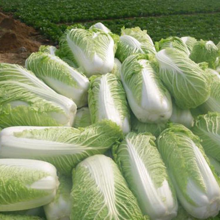 shopping גינה וגנים 100Pcs Chinese Delicious Cabbage Seeds Nutritious Green Vegetable Seeds Brassica Plants Garden