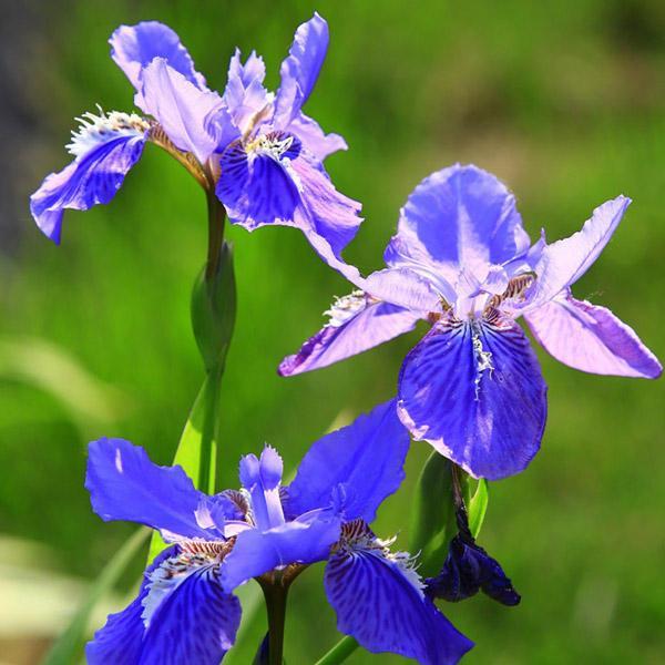 shopping גינה וגנים 100pcs Mixture Colors Iris Flower Seeds Garden Balcony Perennial Herb Ornamental Plant