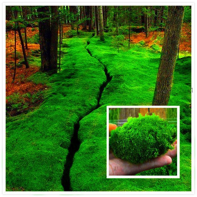 shopping גינה וגנים Egrow 100Pcs/Pack Moss Seeds Home DIY Bonsai Decoration Grass Seeds Potted Plants Seeds