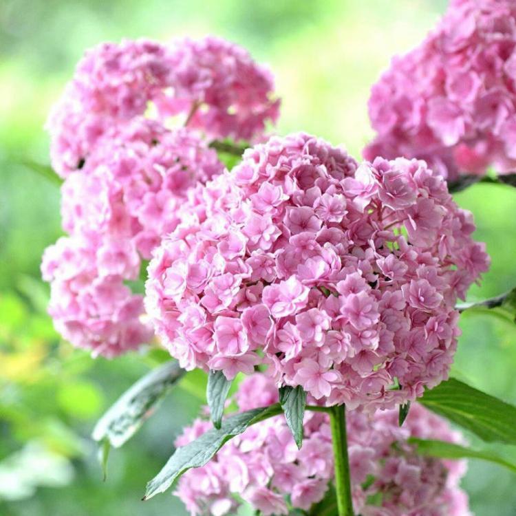 shopping גינה וגנים Egrow 50Pcs Vanilla Strawberry Hydrangea Flower Seeds Planting Flower Bonsai Tree Seeds