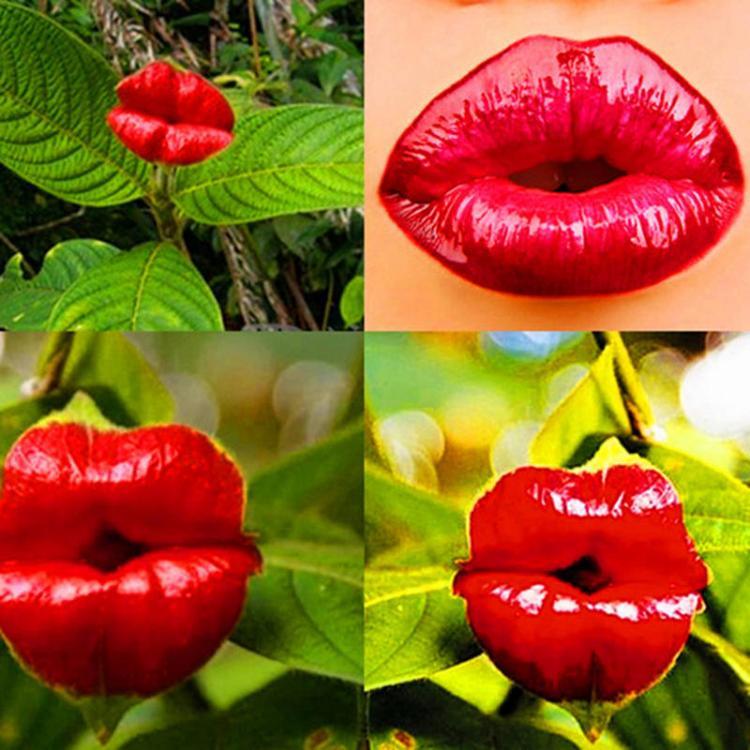 shopping גינה וגנים Egrow 100Pcs Red Lips Flower Seeds Sexy Kiss Rosy Lip Plants Garden Bonsai Psychotria Elata Seeds