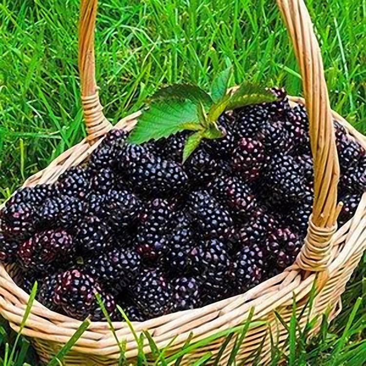 shopping גינה וגנים Egrow 200 pcs Blackberry Fruit Seeds Home Garden Plantting Perennial Potted Sweet Fruit Seed