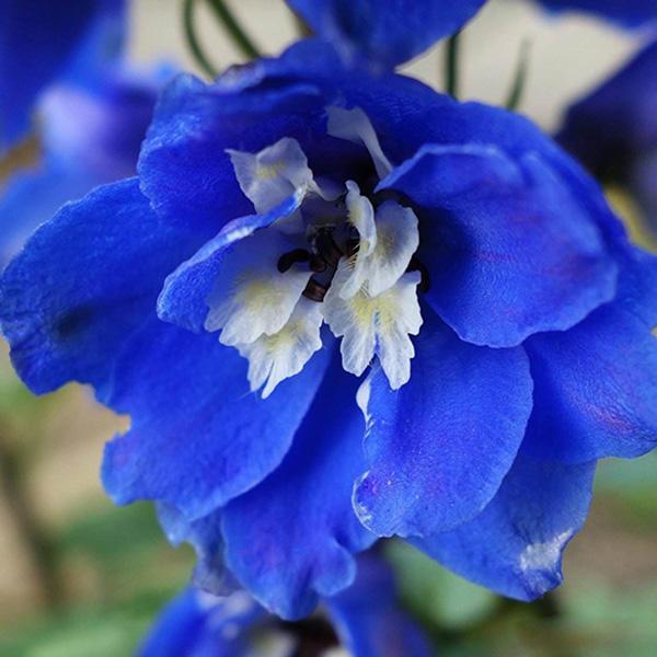 shopping גינה וגנים Egrow 100Pcs Delphinium Grandiflorum Flower Seeds Home Gardening Bonsai Garden Decor