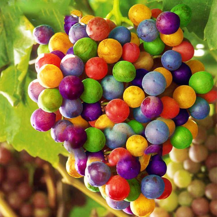 shopping גינה וגנים Egrow 50Pcs/Pack Grape Seeds Rainbow Colorful Garden Fruit Plants Sweet Kyoho Grape Seeds