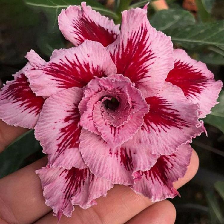 shopping גינה וגנים Egrow 10Pcs/Bag Adenium Seeds Giant Two-colors Adenium Pink Red Garden Flowers Seeds Bonsai Seeds Double 7-layer Desert Rose for B