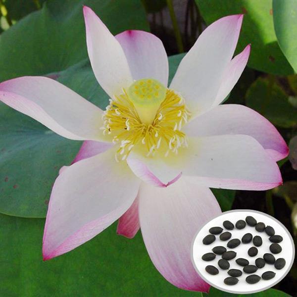 shopping גינה וגנים 10pcs Flammule Bowl Lotus Seeds Garden Aquatic Plant