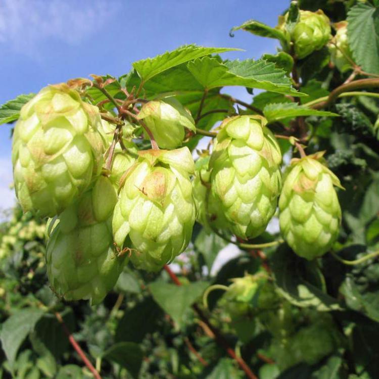 shopping גינה וגנים Egrow 100Pc/sPack Hops Seeds Humulus Lupulus Brewing Beer Plant Tea Herb Brew German Magnum