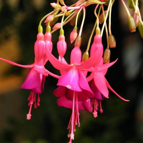 shopping גינה וגנים Egrow 10Pcs Gardening Abutilon Striatum Flower Seeds Bonsai Plant Home Gardening Decoration