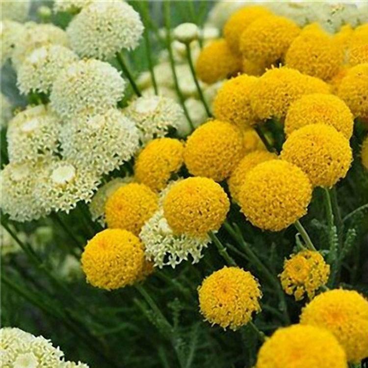 shopping גינה וגנים Egrow 100 PCS Garden Outdoor Giant Allium Giganteum Beautiful Flower Seeds Bonsai Plant Seeds