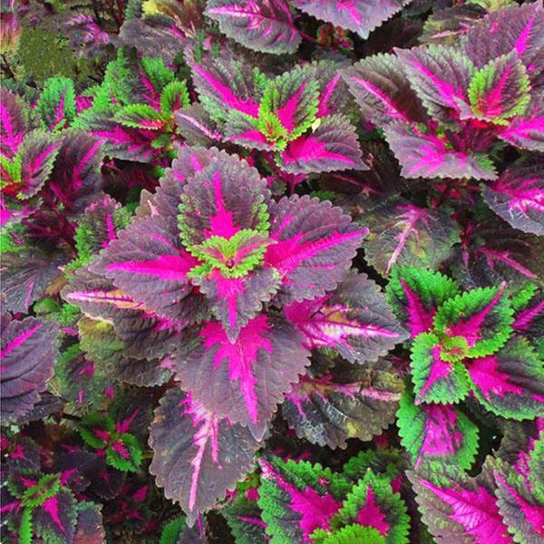 shopping גינה וגנים Egrow 100Pcs/Pack Coleus Seeds Rainbow Dragon Seeds Garden Japanese Foliage Plants