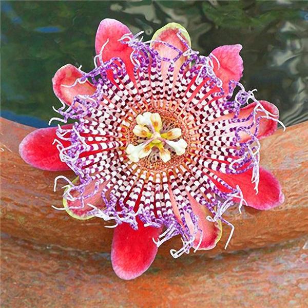 shopping גינה וגנים Egrow 50Pcs/Pack Passion Flower Seeds Garden Rare Passiflora Incarnata Fruit Plants Seeds