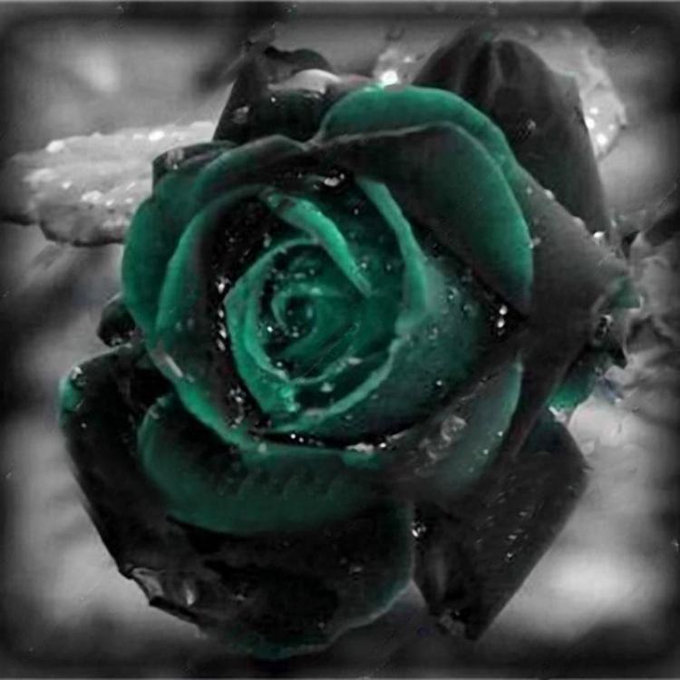 shopping גינה וגנים Egrow 100 Pcs Black Rose Seeds Dark Green Rose Garden Bonsai Perennial Plants Flower Seed