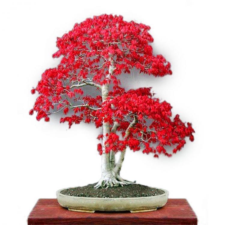 shopping גינה וגנים Egrow 50PCS/Pack Maple Seeds Canada Mini Red Maple Bonsai Garden DIY Bonsai Maple Tree Plant