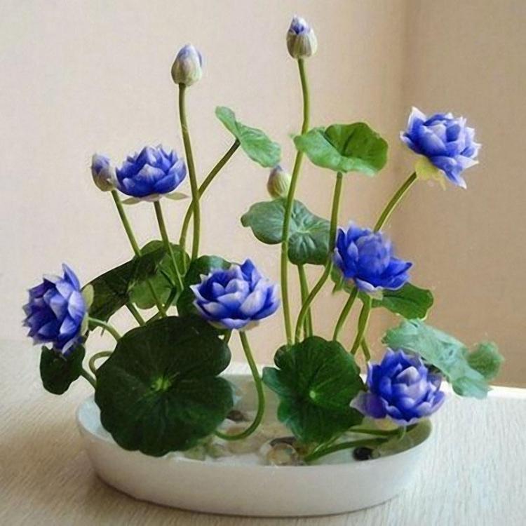 shopping גינה וגנים Egrow 5Pcs Lotus Seeds Blue Green Bowl Lotus Water Lily Seeds Rare Aquatic Flower Plant Seed