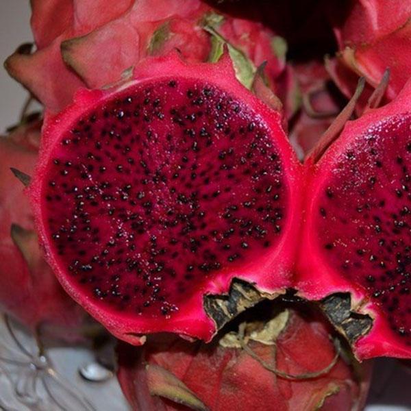 shopping גינה וגנים Egrow 50 Pcs/Pack Pitaya Seeds Red White Dragon Fruit Tree Seed for Outdoor Courtyard Plants