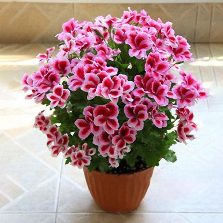 shopping גינה וגנים Egrow 100 PCS Garden Geranium Seed Rare Potted Flower Seeds Perennial Outdoor Decoration Plant