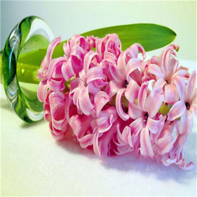 shopping גינה וגנים Egrow 100Pcs Hyacinth Flower Seeds Mixed Color Beautifying Garden Bonsai Potted Blooming Plant