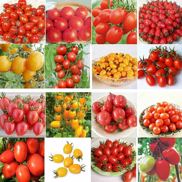 shopping גינה וגנים Egrow 200Pcs Tomato Seeds Garden Vegetable Planting Red Yellow Black Potted Tomatoes Bonsai