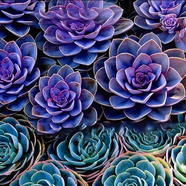 shopping גינה וגנים Egrow 100Pcs/Pack Peony Succulent Plants Seeds Garden Home DIY Plants Bonsai Decorations
