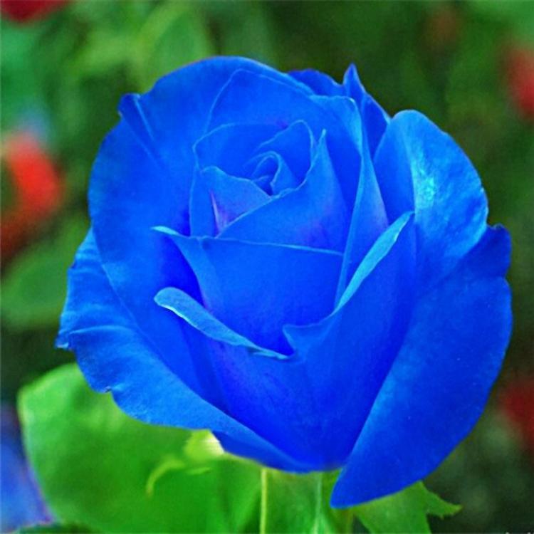 shopping גינה וגנים Egrow 100 Pcs Midnight Supreme Rose Seeds Potted Flower Seed Purple Rose Seeds for Home Planting