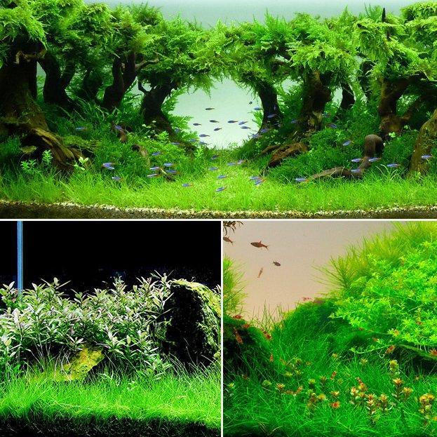 shopping ציוד לחיות מחמד Yani Aquatic Plant Seeds Indoor Ornamental Grass Seed Grass Landscaping Decorations